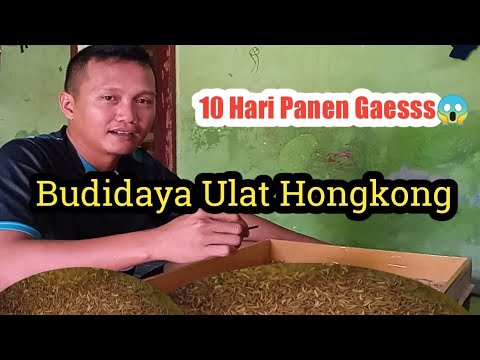 Cara Ternak Ulat Hongkong||Sampai Berhasil 
