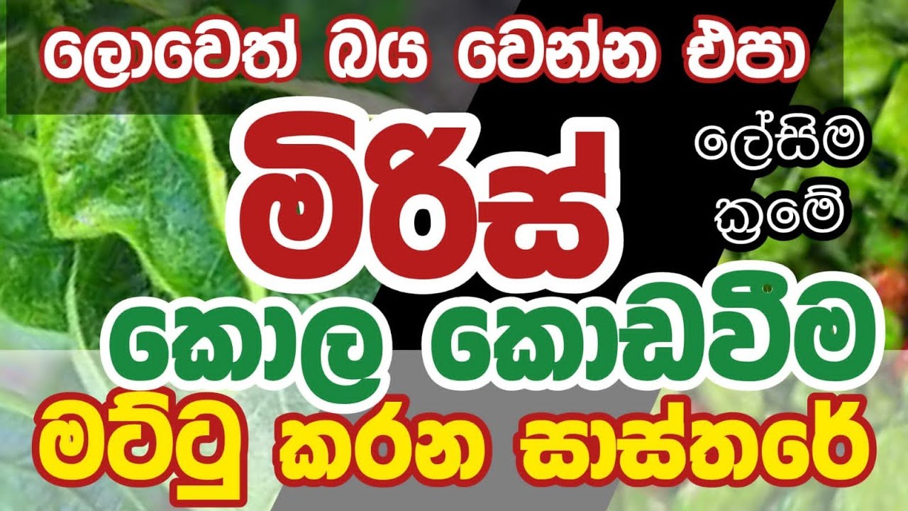 නයි මිරිස් වගාවේ කොලකොඩවීමට තිත | කෘමිහානි හදුනාගැනීම හා ප්‍රතිකාර | kola kodawima