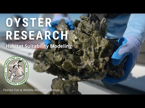 Oyster Research: Habitat Suitability Modeling