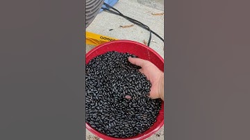 Pole Bean Harvesting!, Drying, and Shelling Technique