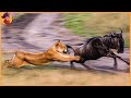 15 Ruthless Lioness Attacks Caught On Camera