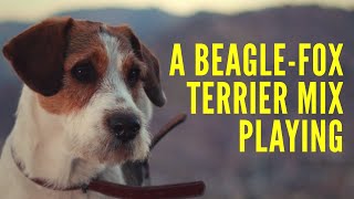 beagle fox terrier