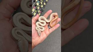 Newer Project Weve Been Working But This One Came Out Nice, Vpi Sunglow Sterling Poss Img