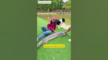 Bỏ 2 triệu một tiếng đi câu cá và kết cá 100kg - Hết #fishing #cauca #caucagiaitri #câucá