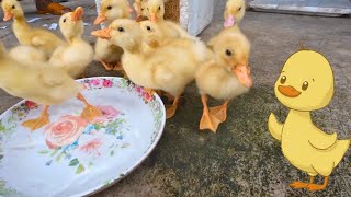 Adorable Ducklings' First Day Getting Acquainted with Their New Home - petto vlogs #duckling #ducks