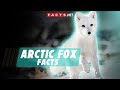 Arctic Fox Facts &amp; Characteristics of These Frosty Foxes