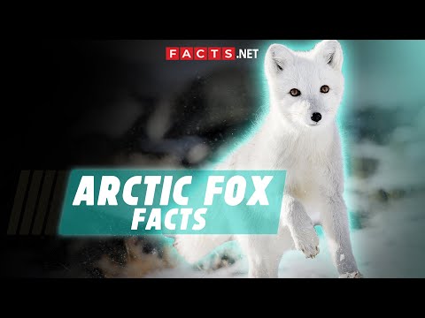 Arctic Fox Facts & Characteristics of These Frosty Foxes