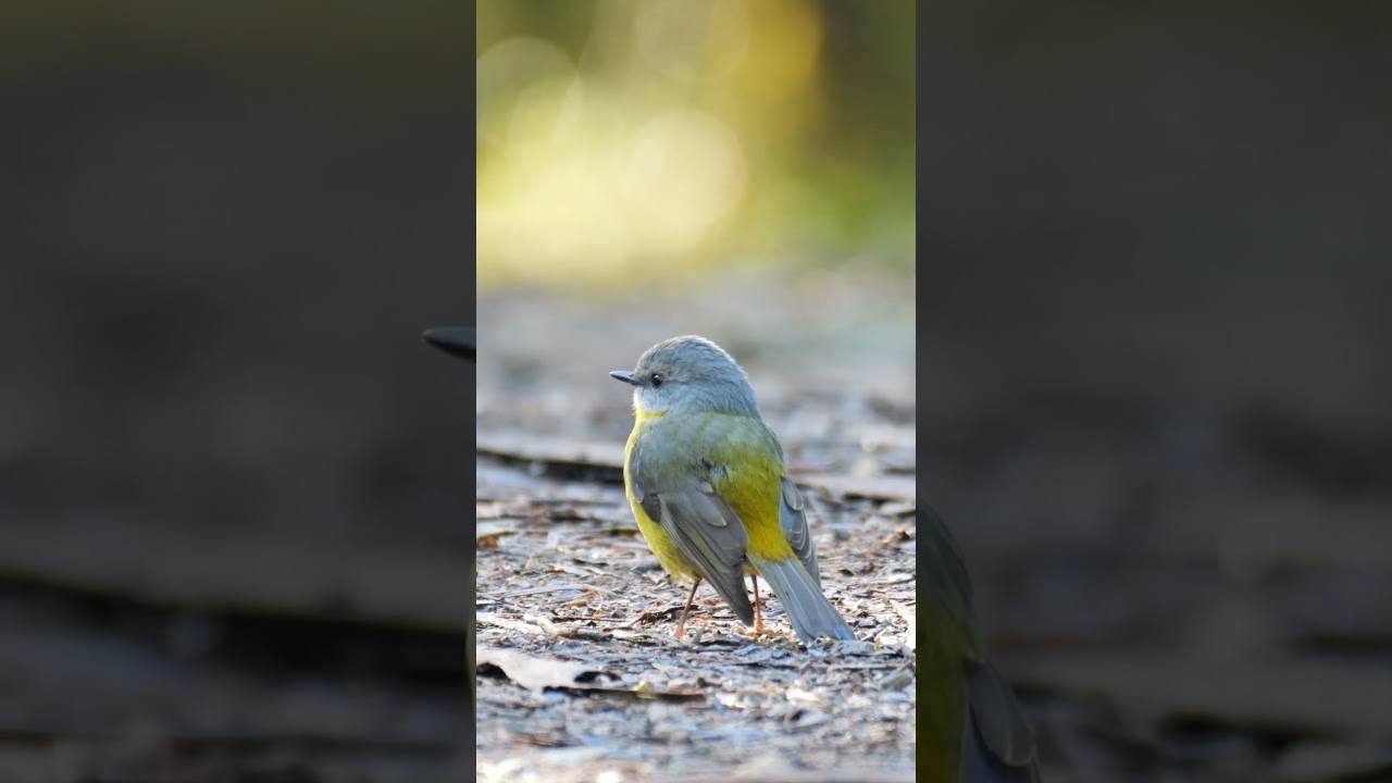 The beautiful Eastern-yellow Robin on the hunt 
