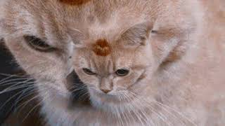 Kara sevda speed song|redland