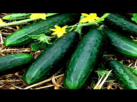 Vídeo: Pepinos Mudos Em Casa: Quando Plantar Em De Acordo Com O Calendário Lunar, Métodos De Cultivo, Regras De Cuidado