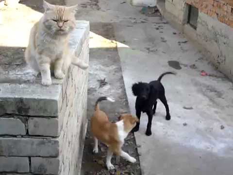 Фантик, Топик и Маркиз