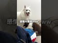 陰キャな先住犬が「お兄ちゃん」になった日【日本スピッツ・ボーダーコリー】#shorts #犬のいる暮らし #多頭飼い
