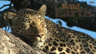 WildEarth - Sunrise Safari, 27 February 2020