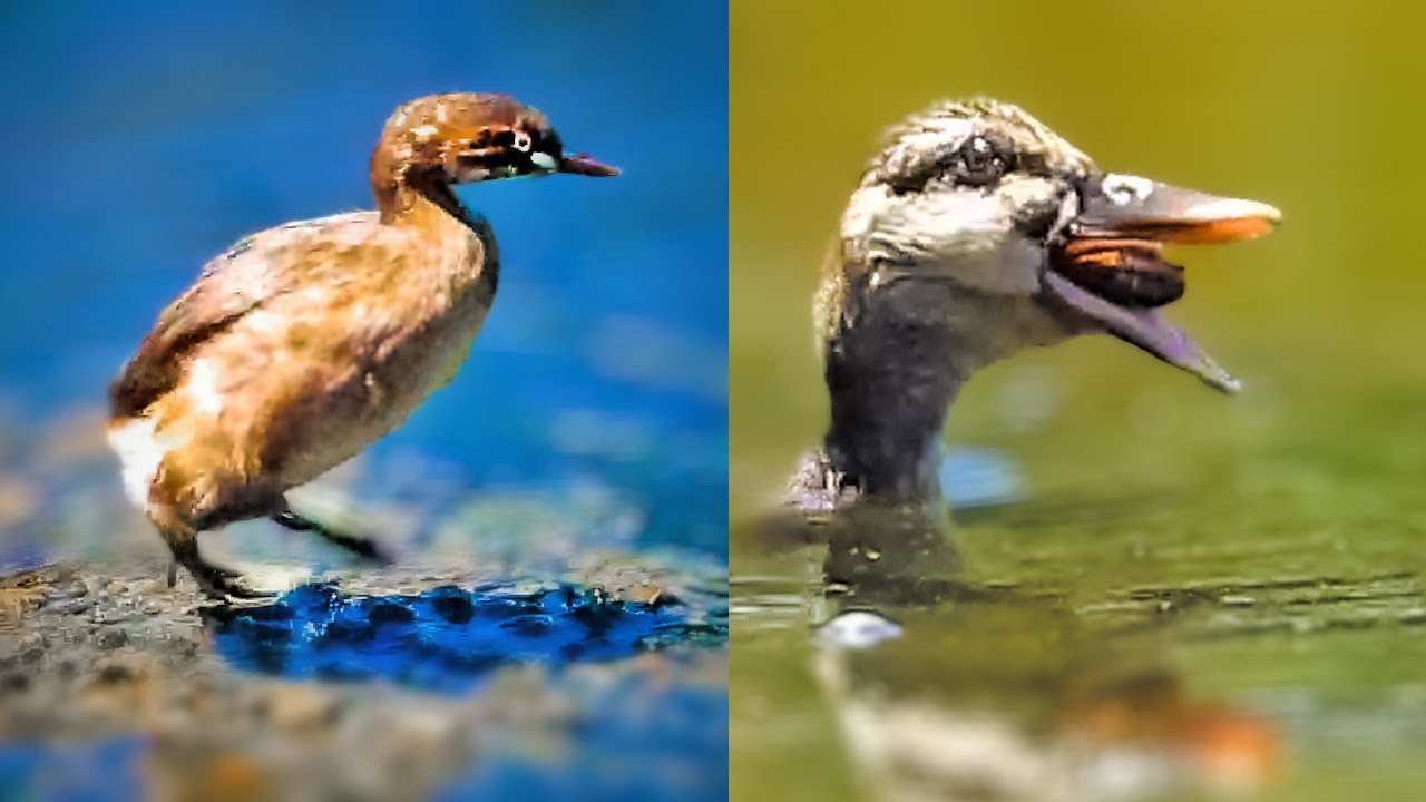 珍しいカイツブリの行動 私的激レア！！シーンです！！！可愛い