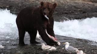 Brown Bear Eating Fish at McNeil River Alaska