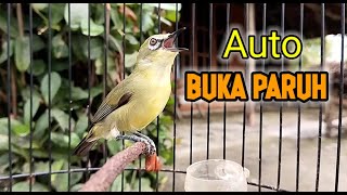 Sekali Pancing Pleci Yang Dengar Auto BUKA PARUH