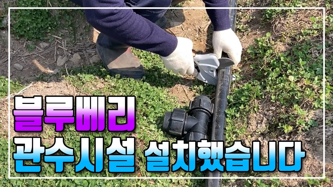블루베리 관수시설 보조금 포기하고 직접했습니다 2024 03 14 (목)