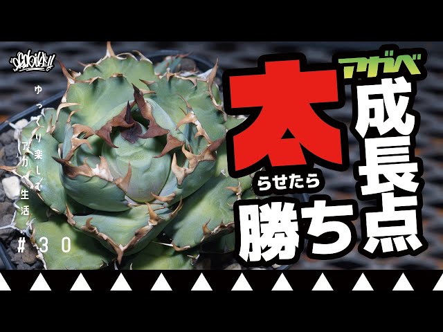 How to thicken the growing point of agave! This is the basics of