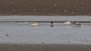 Wildlife Bird Footage - Red Knot - Part 2 #birds #migration #nature