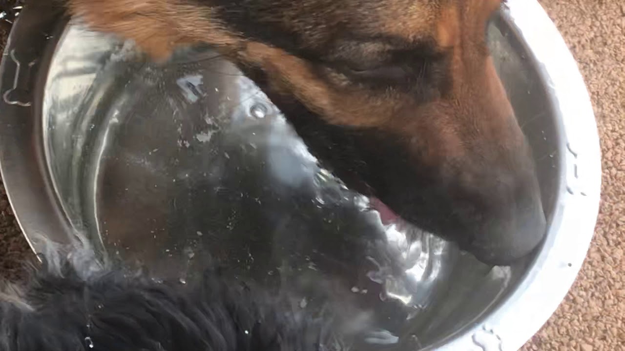 Dog Water YouTube