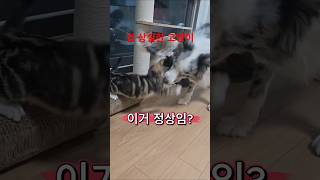 보더콜리 입 앞에서 겁을 상실한 아기 고양이ㅋㅋ