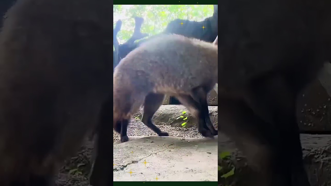 А знаешь ли ты? Большеухая лисица 