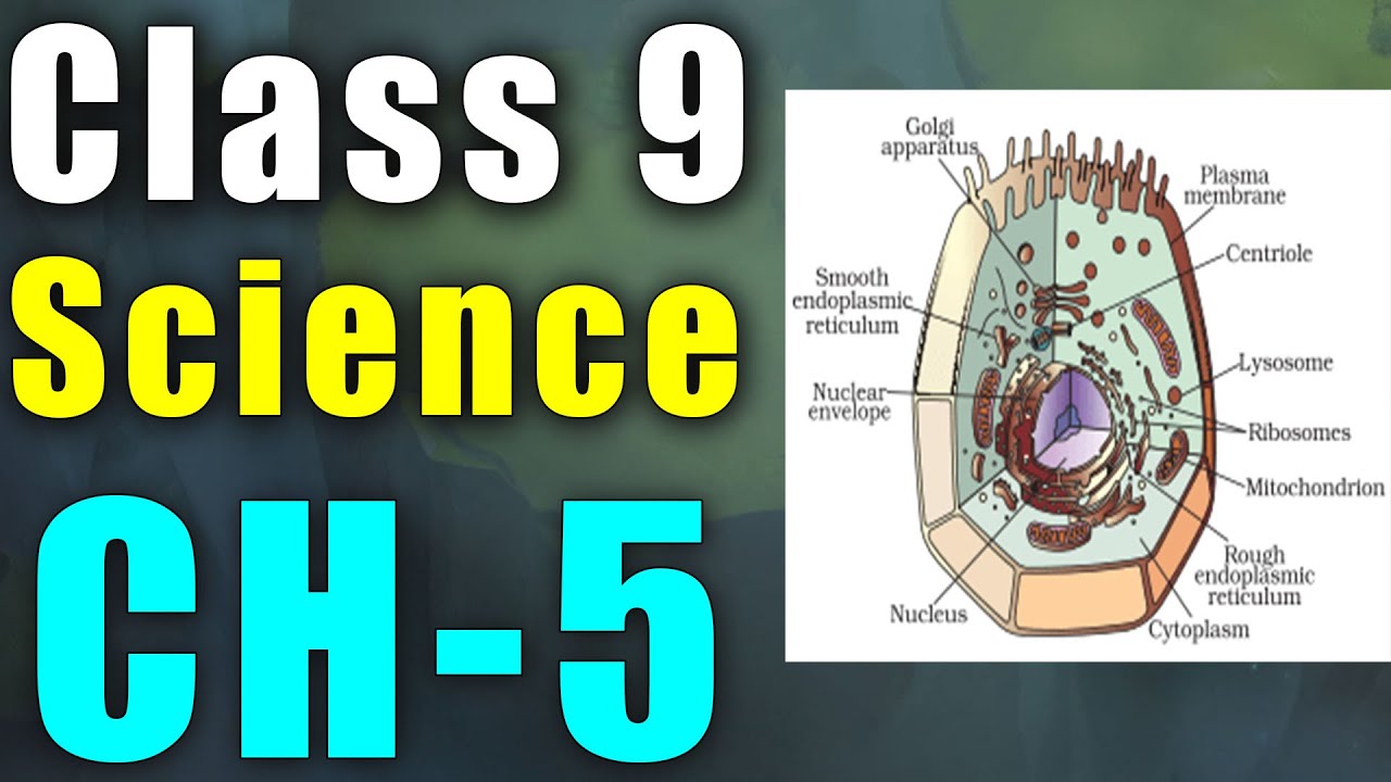Видео биология 9 класс