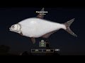 Русская рыбалка 4 / Russian fishing 4 . Река Волхов . Трофейная Белоглазка .