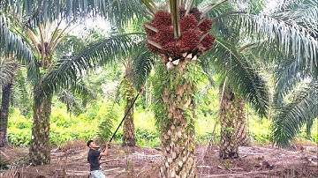 Sungguh Menakjubkan.! Semangat Makin Membara Kalau Panen Sawit Seperti ini Ditambah Lagi Sabit Tajam