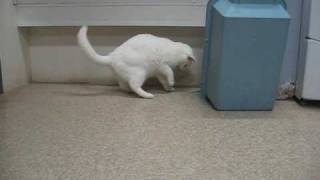 Snowball - Martin County Humane Society