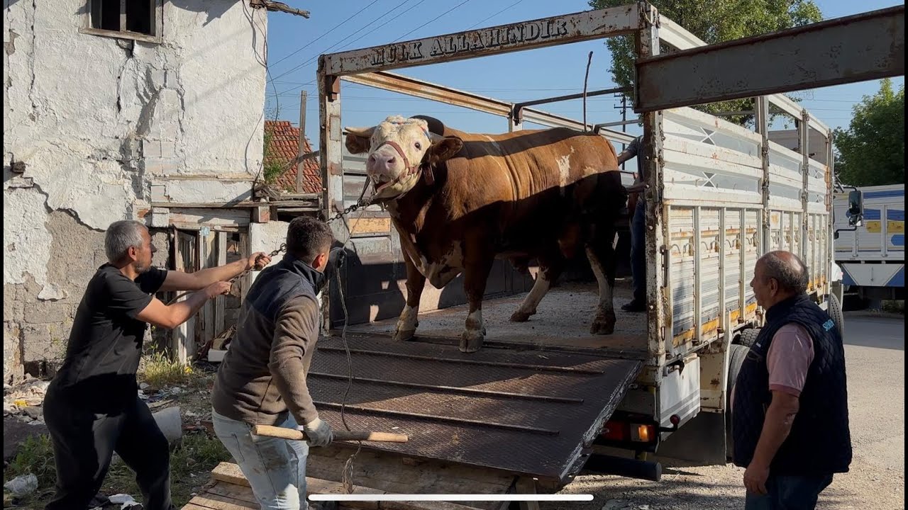 Devasa Kurbanlığımızın Nakliyesi