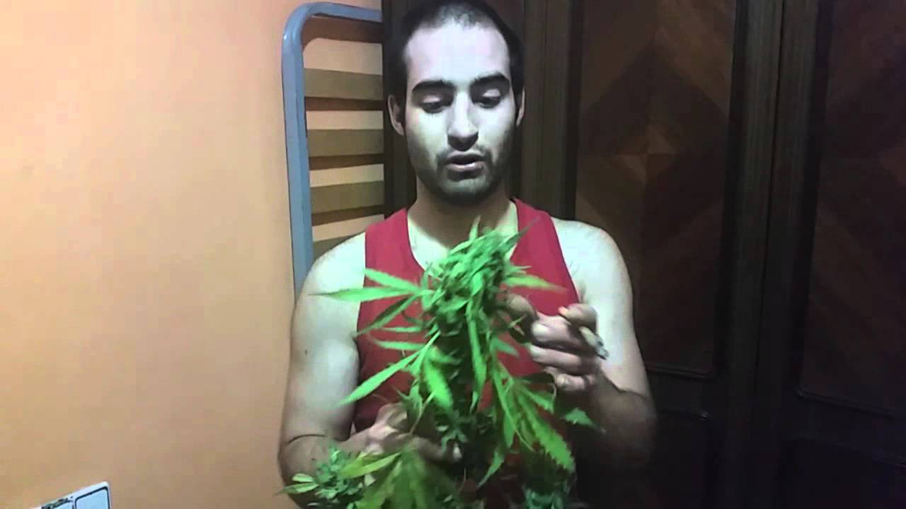 Cuando cortar la marihuana