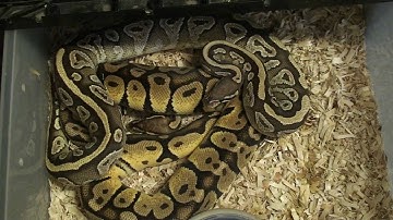 Boaconstrictor.com Video Blog  Pastel Vanilla to Mojave Vanilla Ball Python
