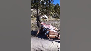 Wild Simulate extreme hunting & survival skills vol282 rdr2 #shorts #short