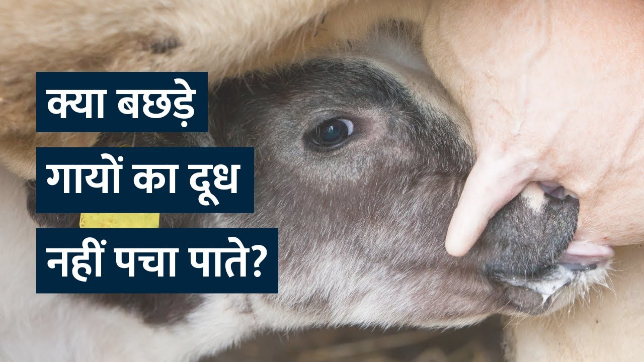 Can calves not digest their mothers' milk? [Hindi with English CC