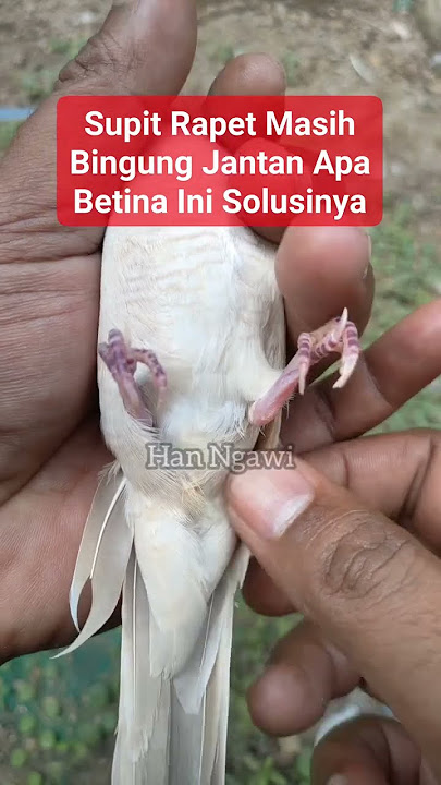Cara mudah membedakan perkutut jantan dan betina melalui supit nya