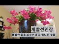 [ENG]게발선인장 키우는 방법/ 꽃을 많이 피우는 비료