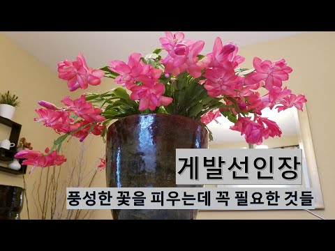 Видео: Hydrangeas -ийг өвлийн улиралд бэлтгэх: цэцэрлэгт Hydrangeas хэрхэн хадгалах вэ? Цэцэг задгай талбайд хэрхэн өвөлждөг вэ? Хэрхэн тусгаарлах вэ? Би Hydrangea тайрч, ухах хэрэгтэй ба