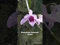 Dendrobium Anosmum Orchid #plants #nature #shorts #shortvideo #orchids #orchidlover #flowers