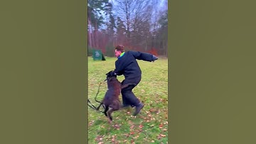 Never turn your back on a DOG! #curious #amazing #interesting