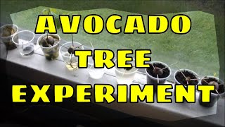 How to Grow an Avocado Tree Best Method
