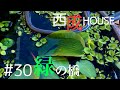 【睡蓮鉢】西成ハウス#30