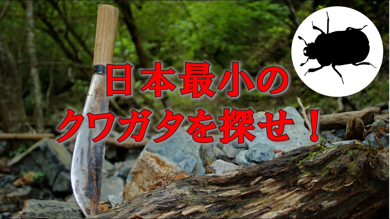 【採集品】ヤクシママダラクワガタ♂ F0 日本最小のクワガタを探せ! ～マダラクワガタ～ - YouTube