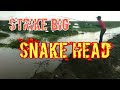 Strike big snake head