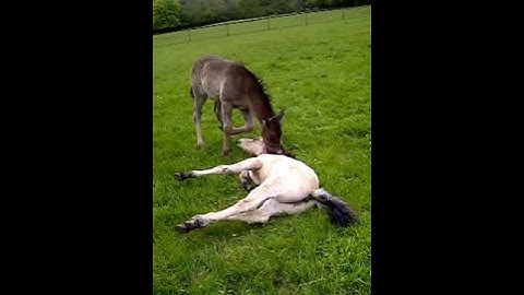 foals lying down.3GP