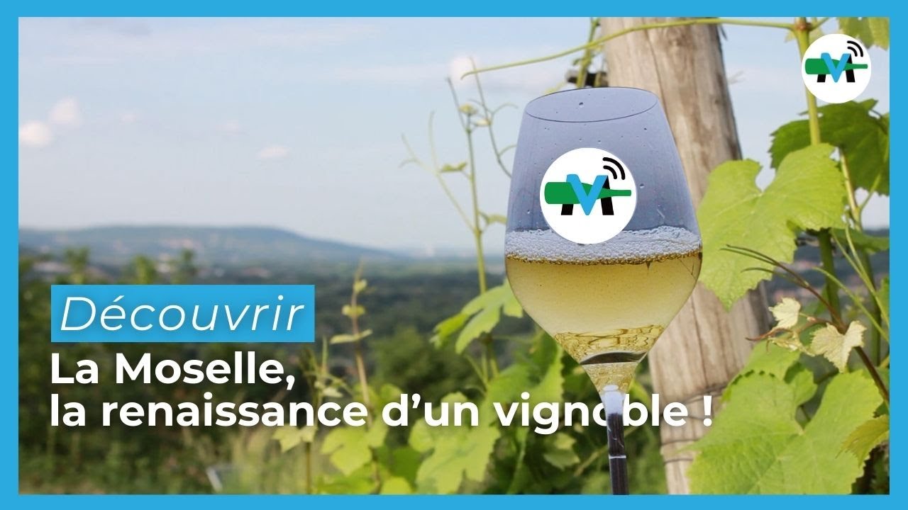 À la découverte du vignoble de Moselle