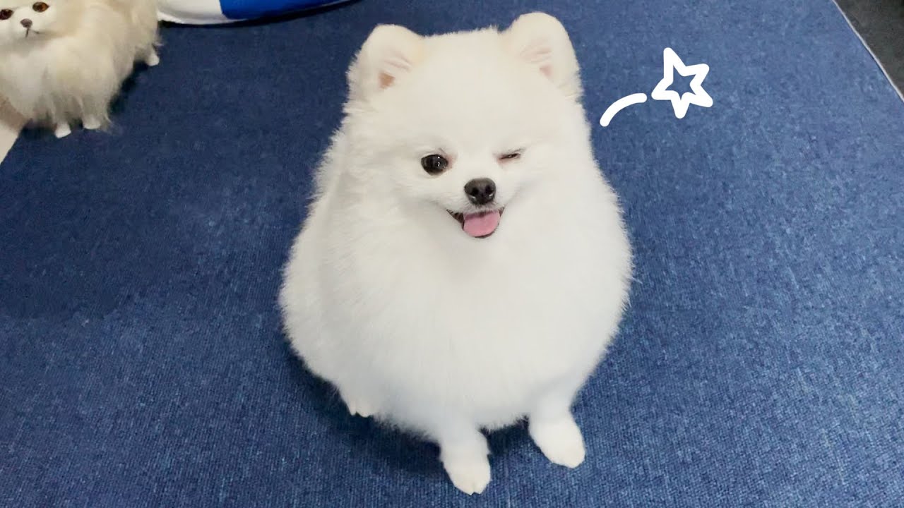 テディベアカット】トリミングをしたポメラニアンが楽しそうだった