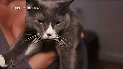 URI and Purina help survivors of domestic violence, & their pets.