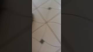 As gatas mais fogadas do mundo