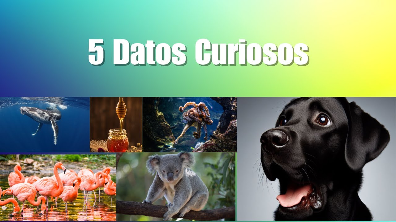 5 DATOS Increíbles que No Sabías - ¡Te Dejarán Boquiabierto! - YouTube